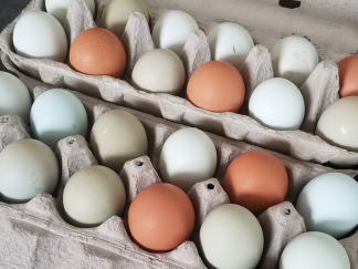 Hickok Farms Eggs 2