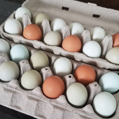 Hickok Farms Eggs 2