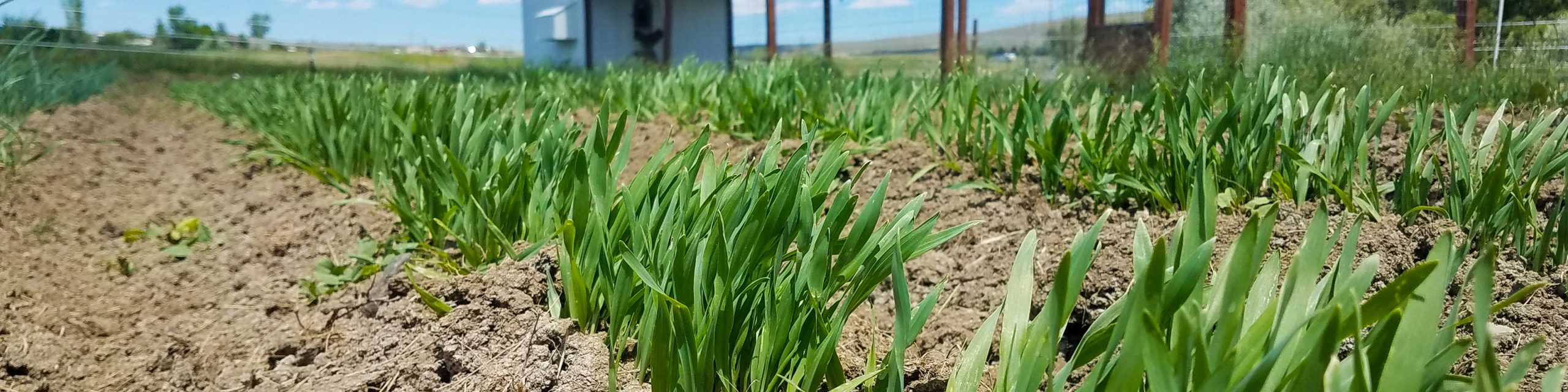 Hickok Farms Barley Germination