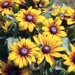 Black-Eyed Susan