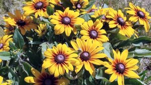Black-Eyed Susan