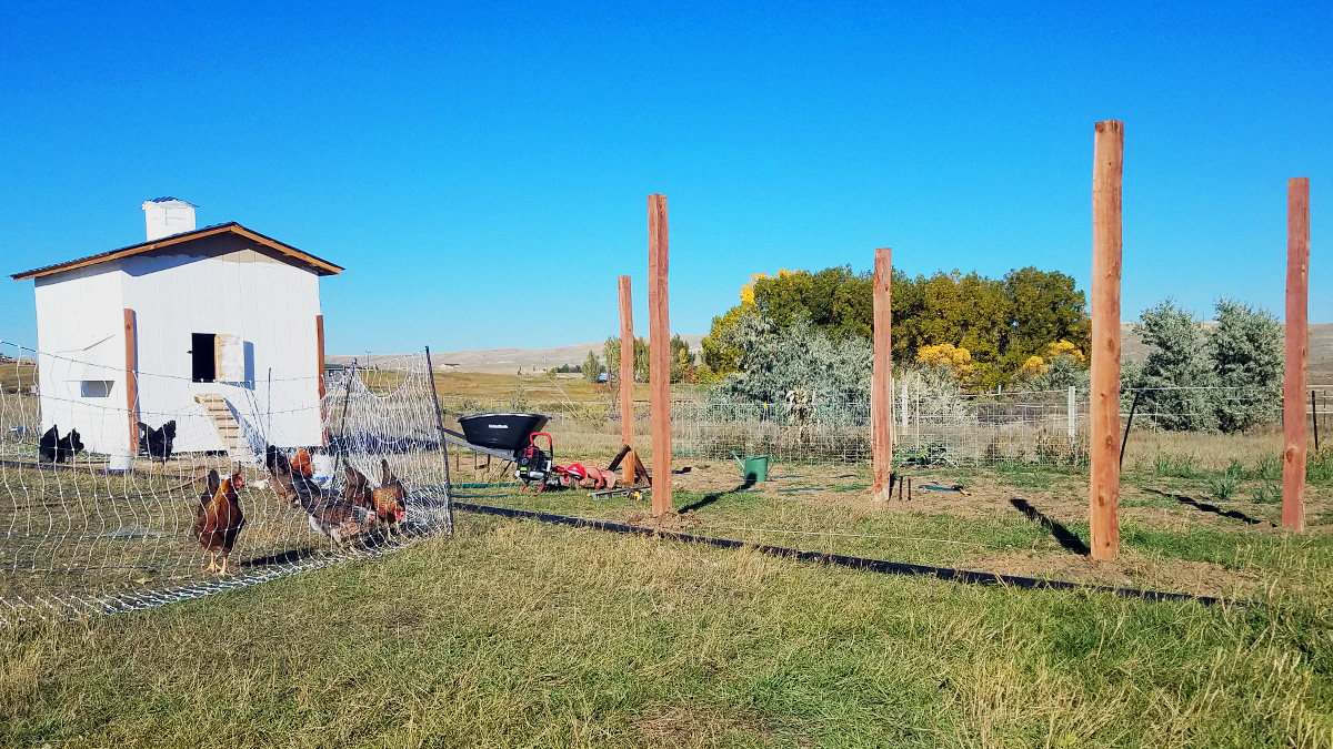 Chicken Coop Phase 1