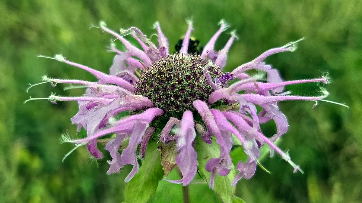 Bee Balm (Monarda didyma) - Featured Image