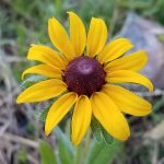 Black-Eyed Susan