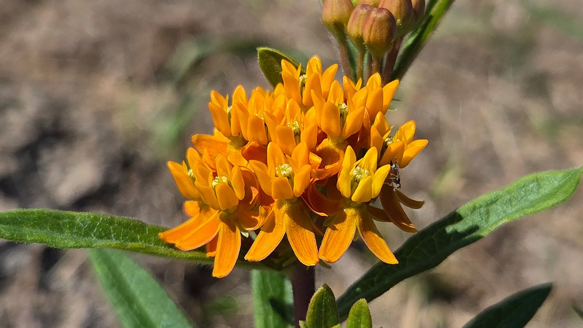Butterfly Weed (Asclepias tuberosa) - Featured Image