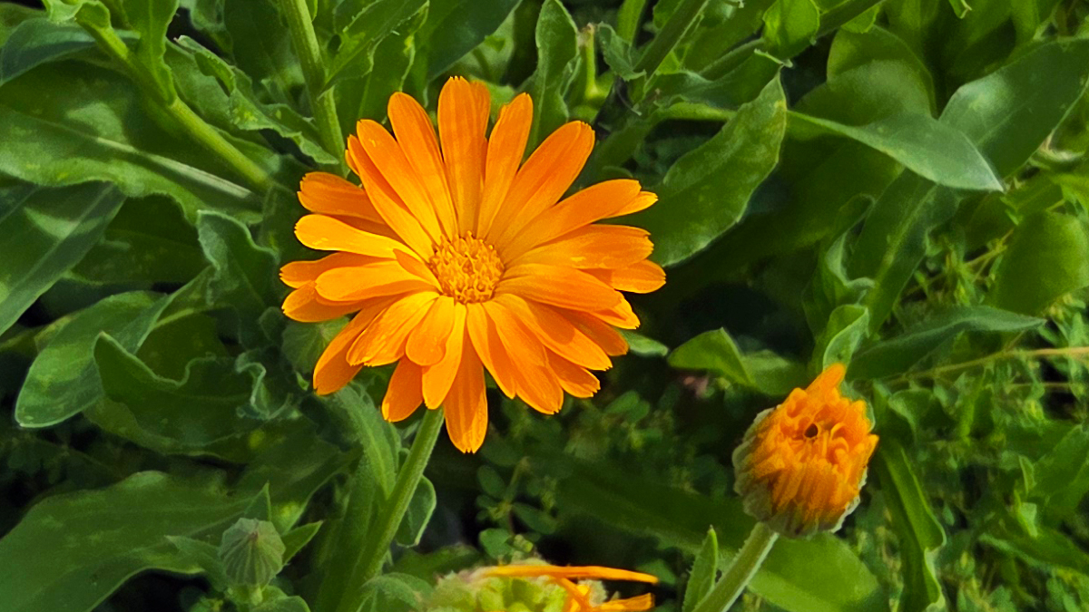 Calendula Seed (Pacific Beauty) - Image 2