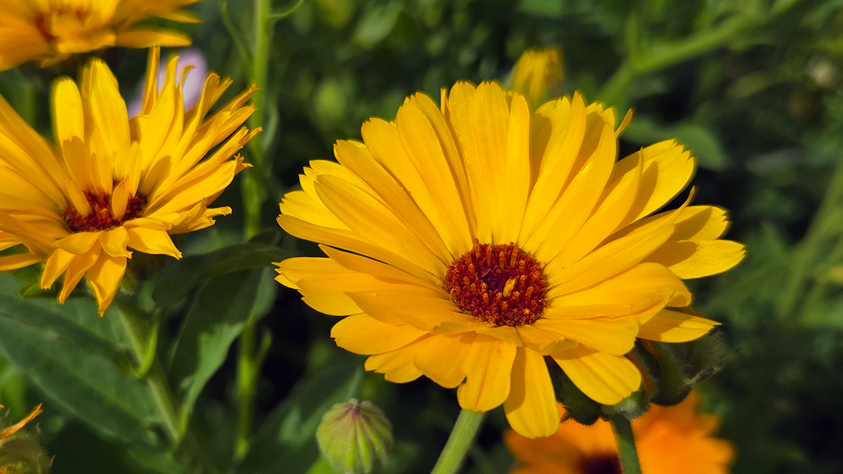 Calendula Seed (Pacific Beauty) - Image 3