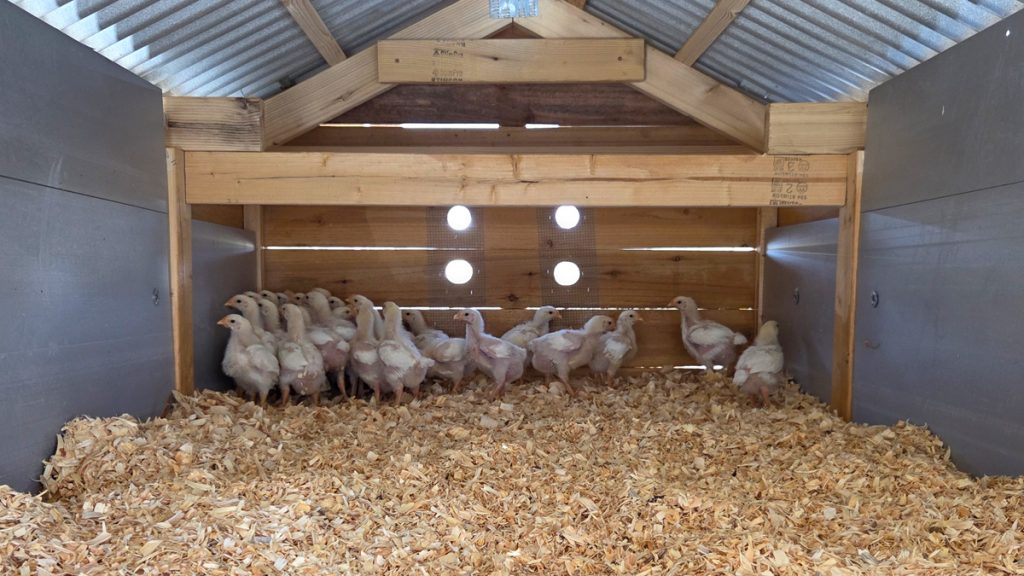 Inside of the chicken wagon.