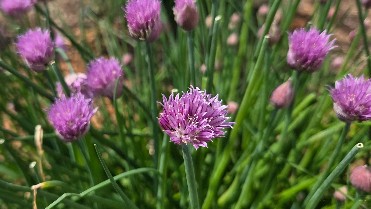Chives Common (Allium schoenoprasum) - Featured Image