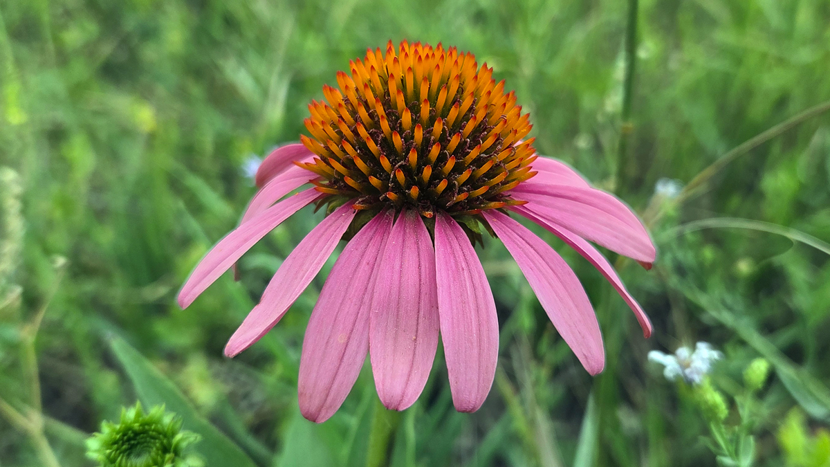 Coneflower Purple (Echinacea purpurea) - Featured Image
