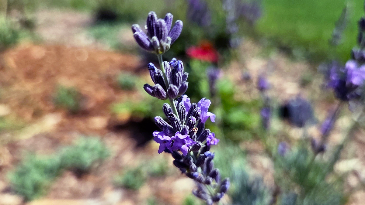 Lavender (Lavandula angustifolia) - Featured Image