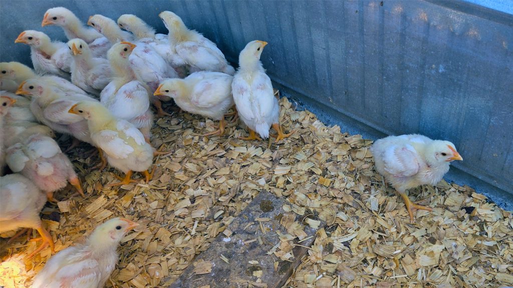 Meatbirds in brooder tank.