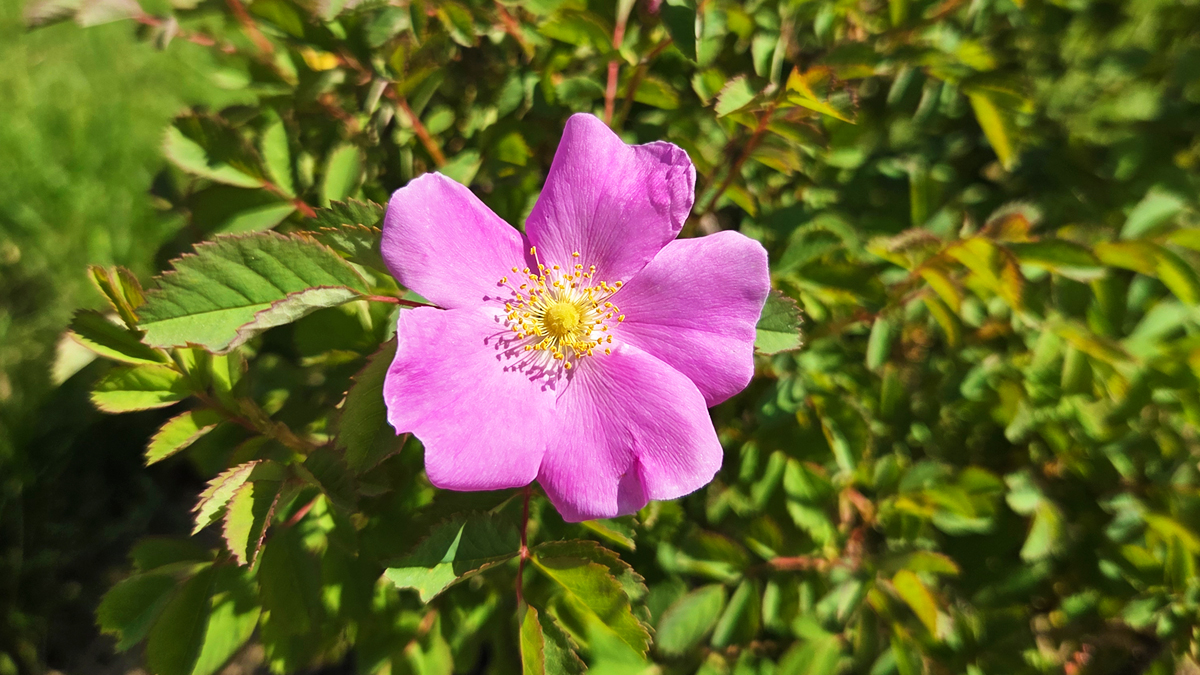 Wood’s Rose (Rosa woodsii) - Featured Image