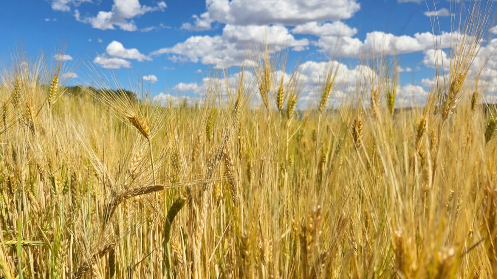 Barley at Hickok Farms
