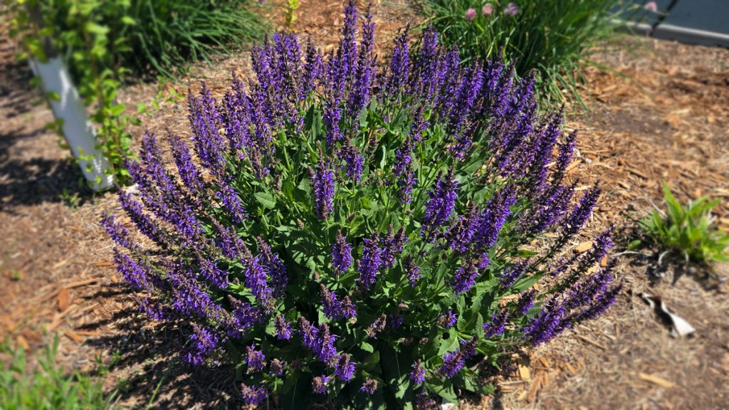 Meadow Sage at Hickok Farms