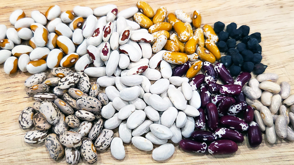 Big Heirloom Bean Combo Pack