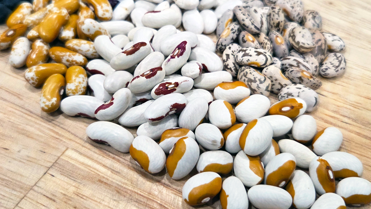 Big Heirloom Bean Seed Combo - Image 2