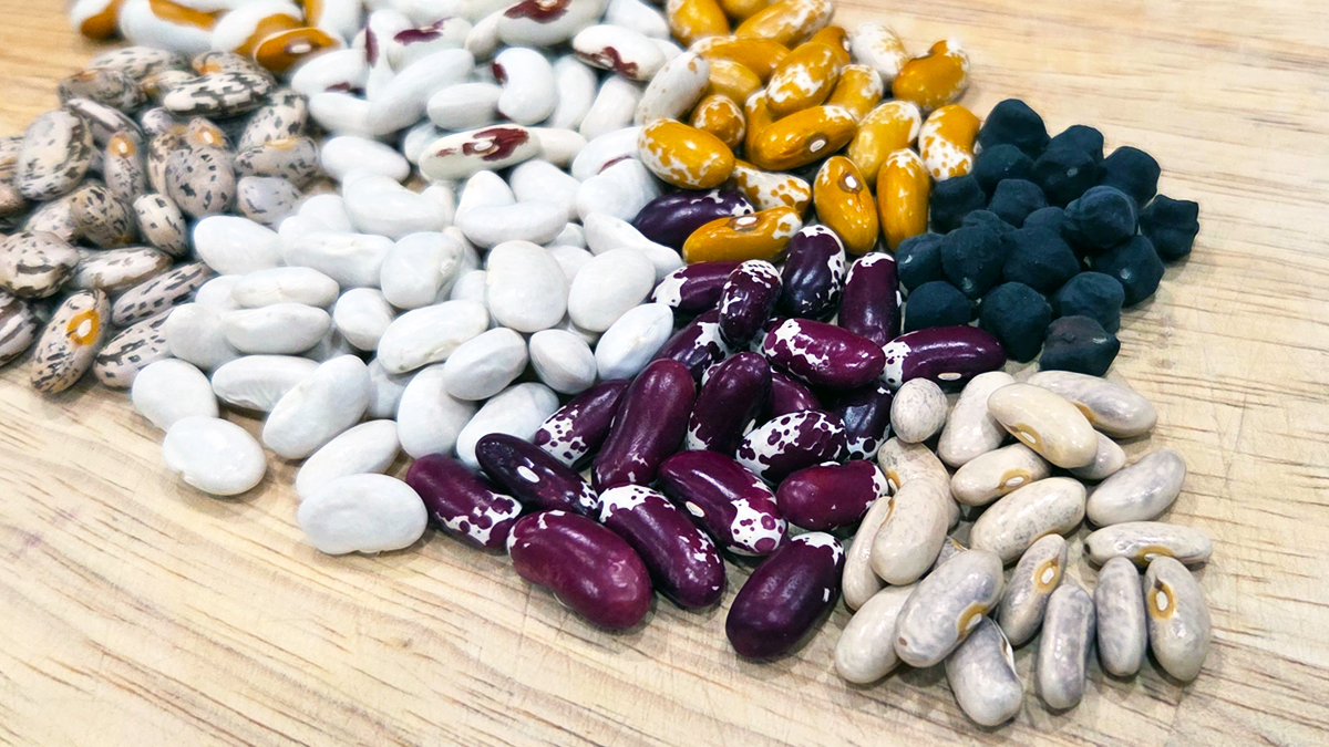 Big Heirloom Bean Combo Pack